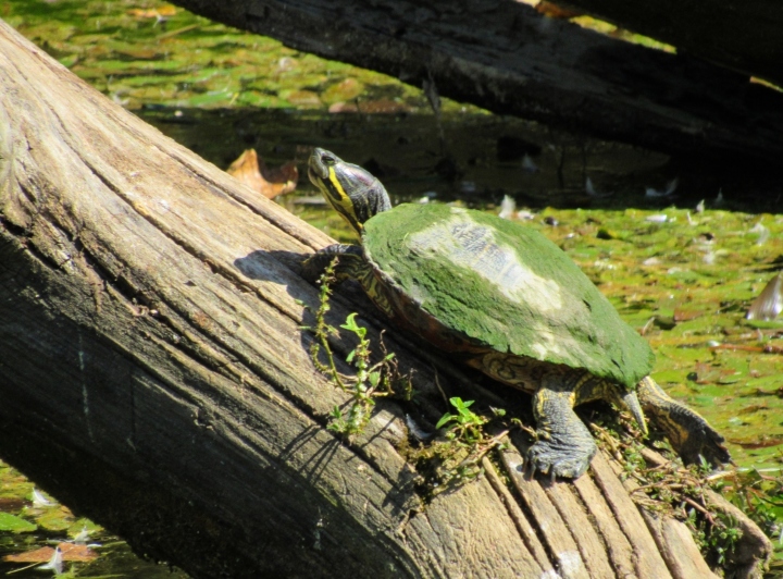 Red-ear Slider